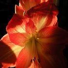 Amaryllis