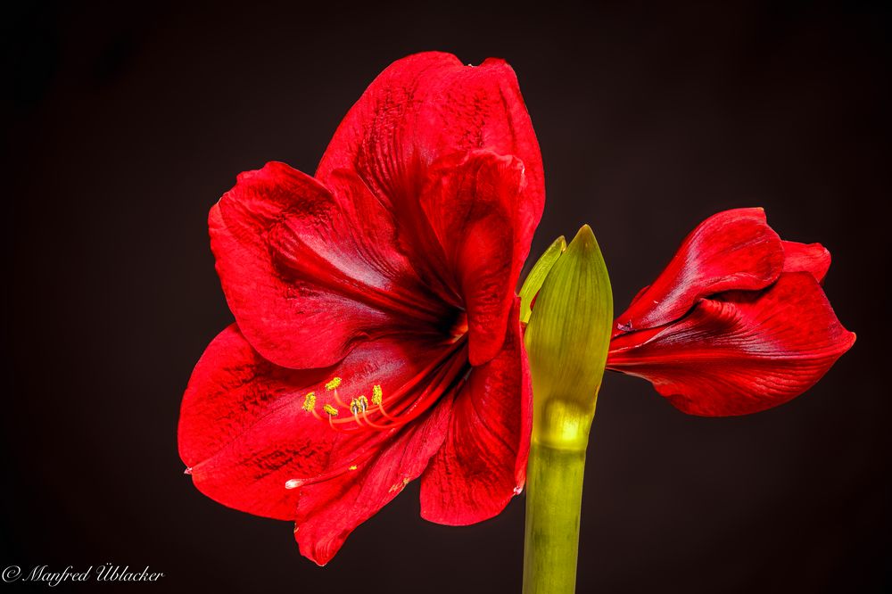 Amaryllis ...