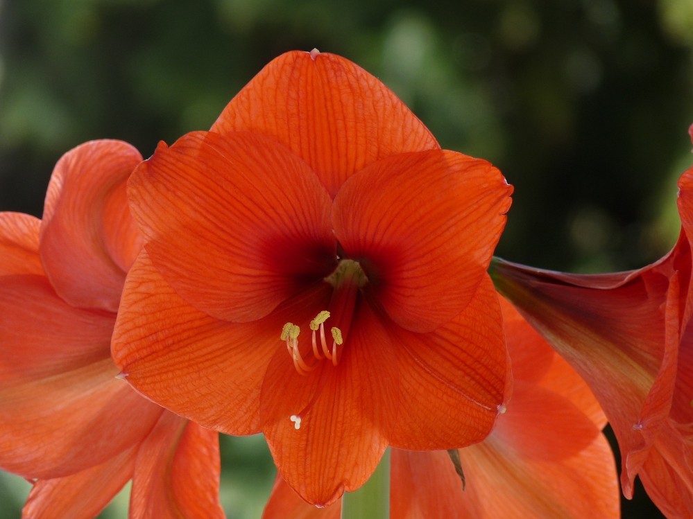 Amaryllis