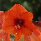 Amaryllis