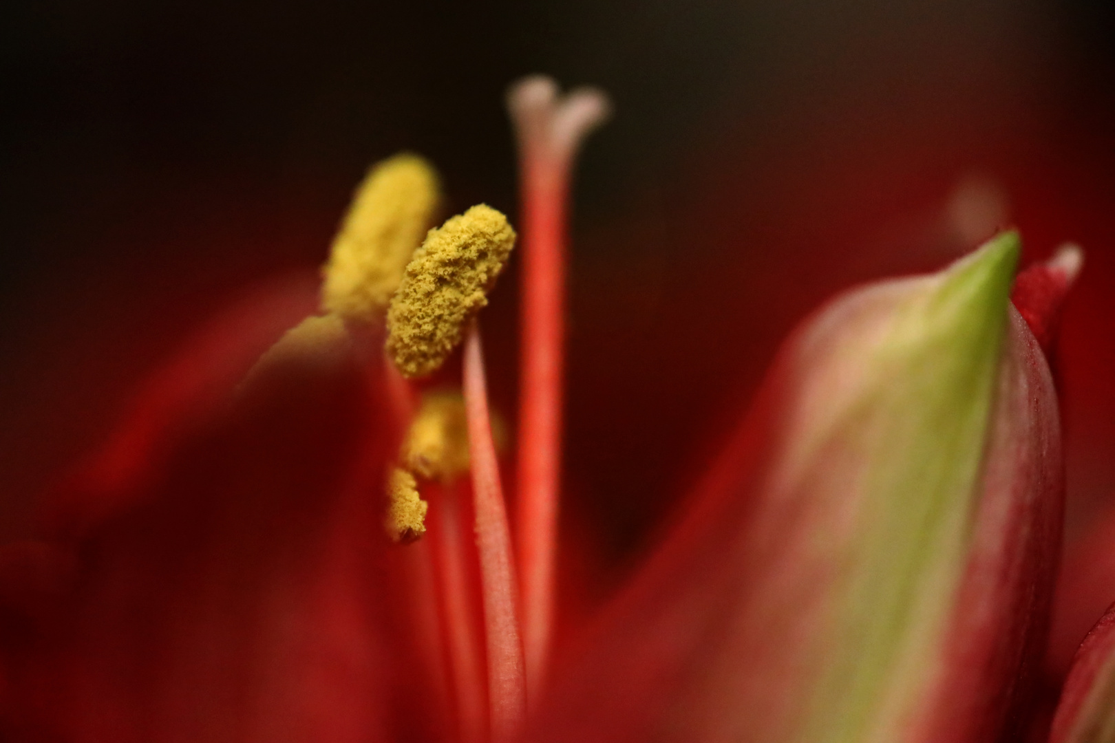 Amaryllis