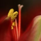 Amaryllis