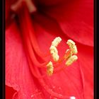 amaryllis