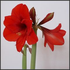 Amaryllis