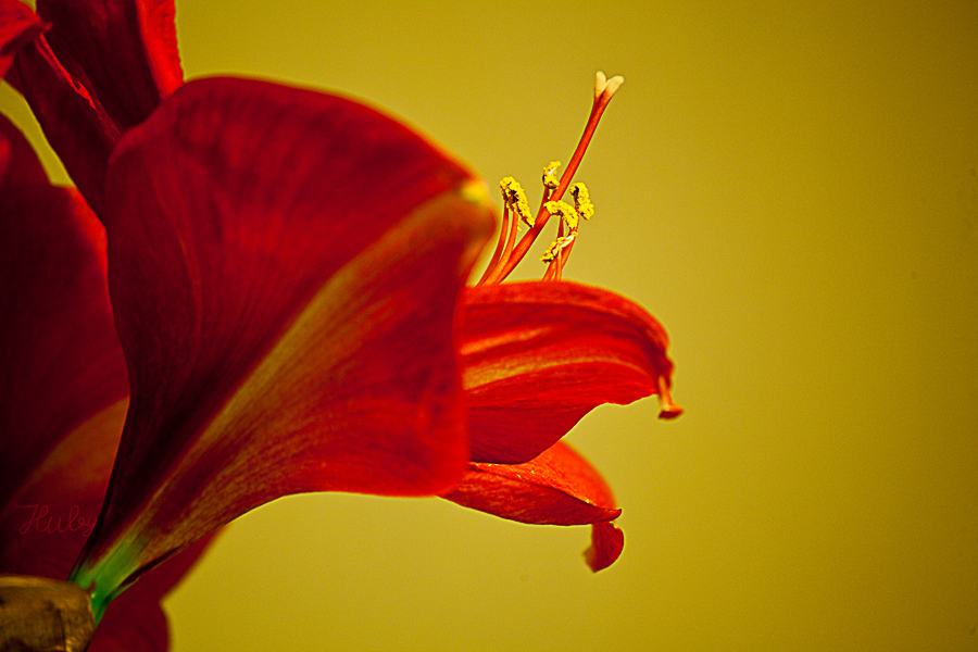 Amaryllis