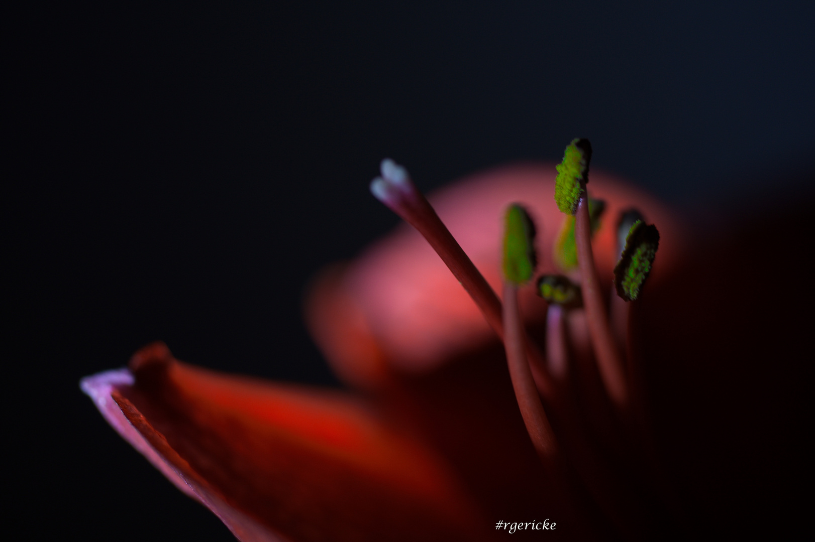 Amaryllis