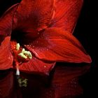 Amaryllis