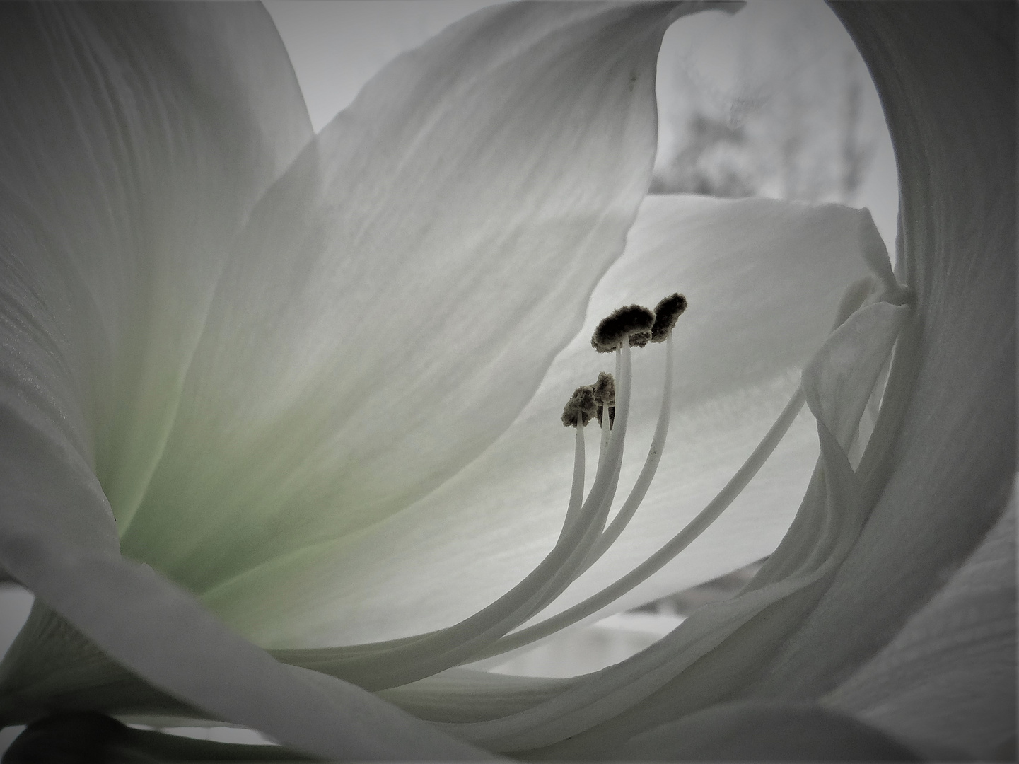 Amaryllis