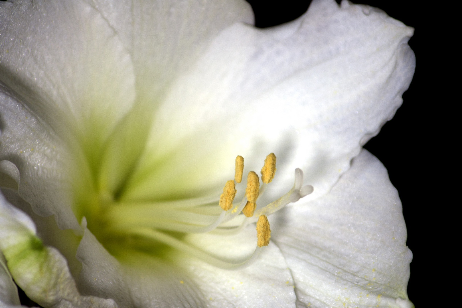 Amaryllis