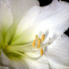 Amaryllis