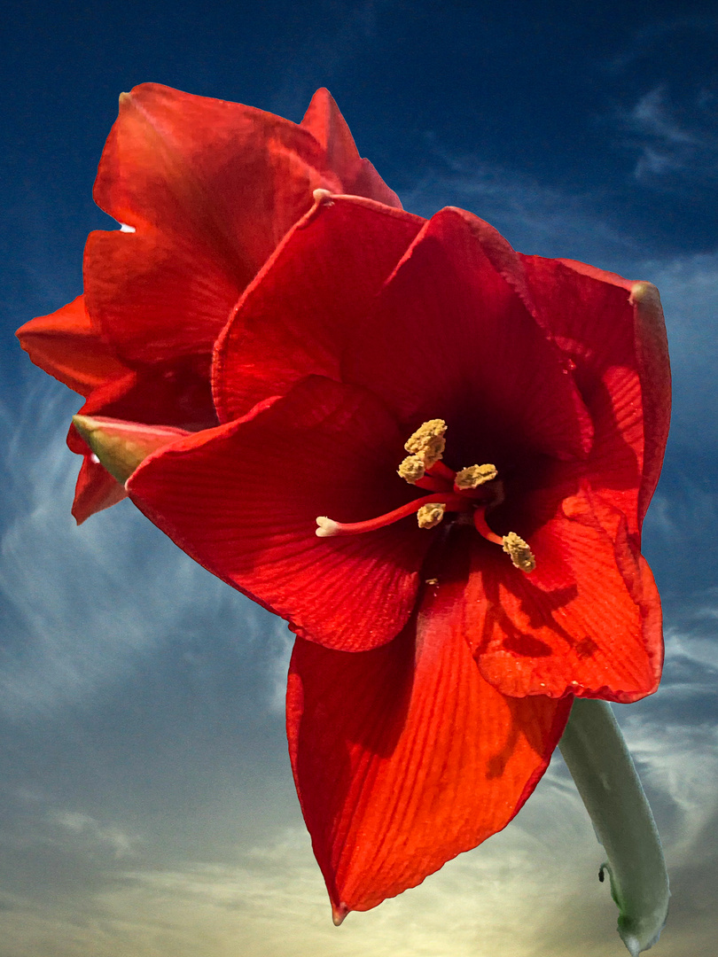 Amaryllis