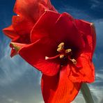 Amaryllis