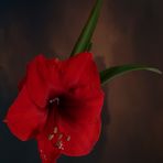 Amaryllis