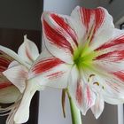 Amaryllis