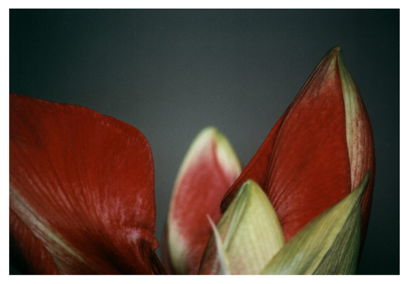 Amaryllis 2