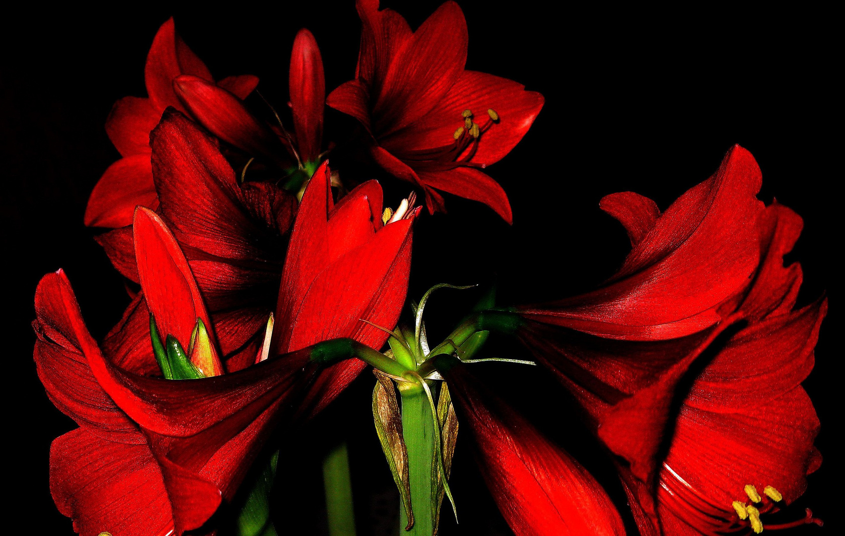 Amaryllis 2