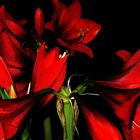 Amaryllis 2