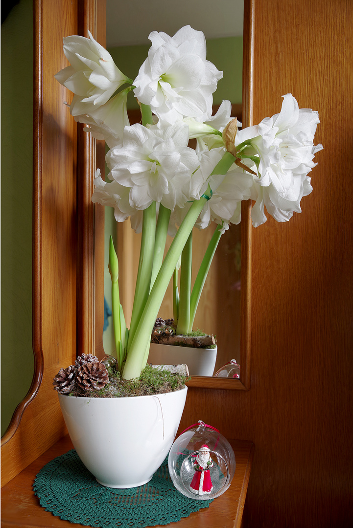 Amaryllis 2