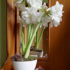 Amaryllis 2