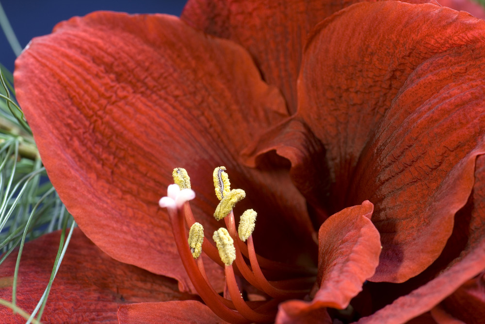 Amaryllis 2