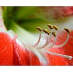 Amaryllis 2