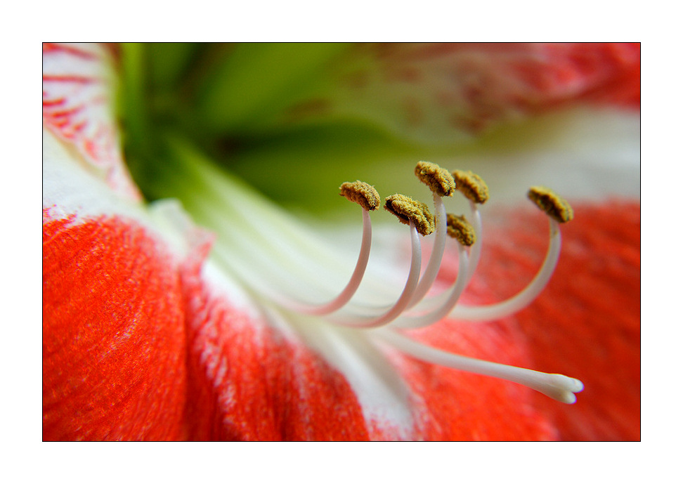 Amaryllis 2