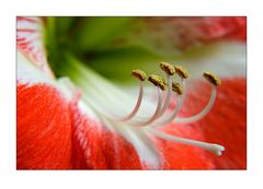 Amaryllis 2