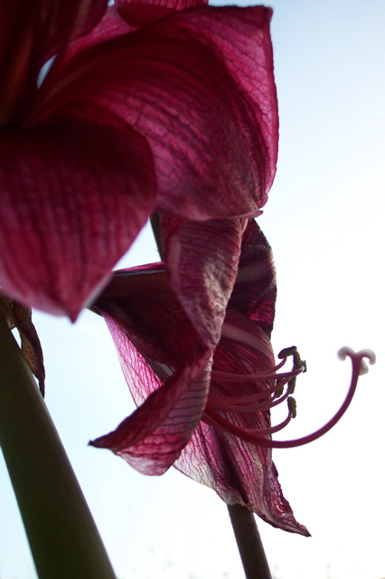 amaryllis 2