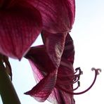 amaryllis 2