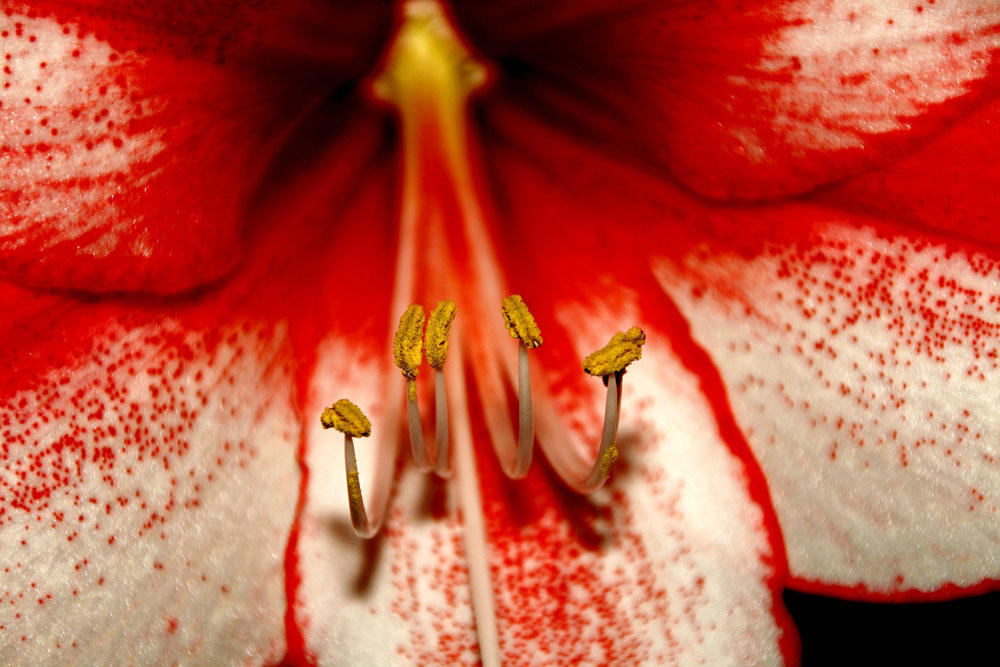 Amaryllis 2