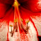 Amaryllis 2