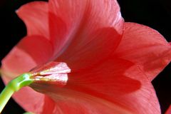 Amaryllis 2