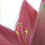 Amaryllis 2