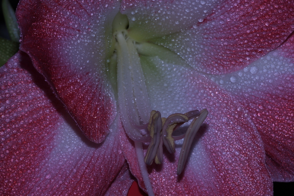 Amaryllis 2