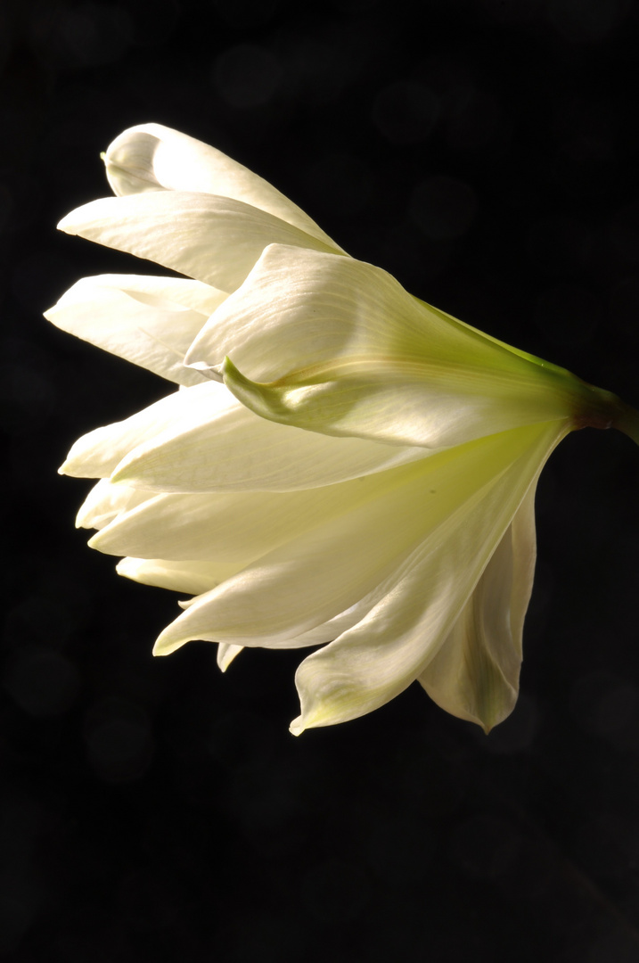 Amaryllis (2)