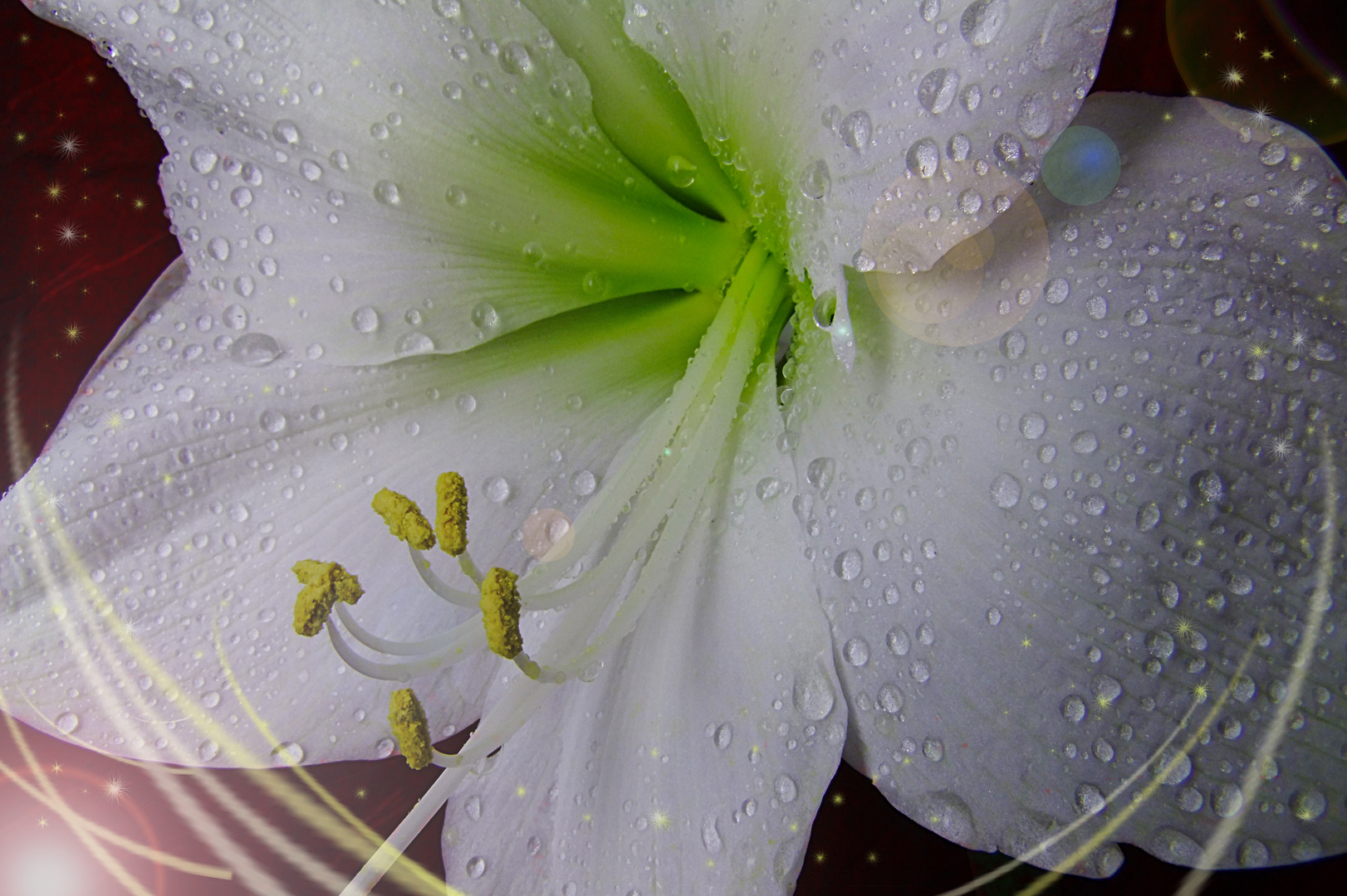 Amaryllis 2