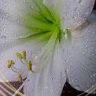 Amaryllis 2