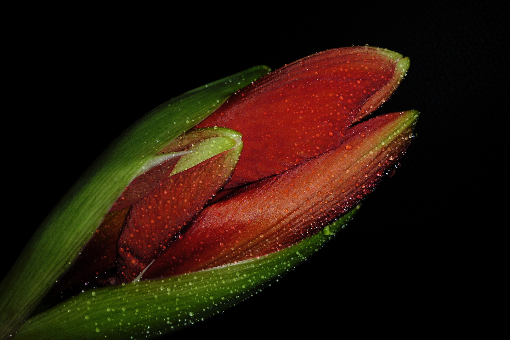 Amaryllis 2