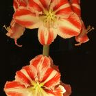 Amaryllis 2