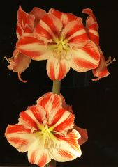 Amaryllis 2