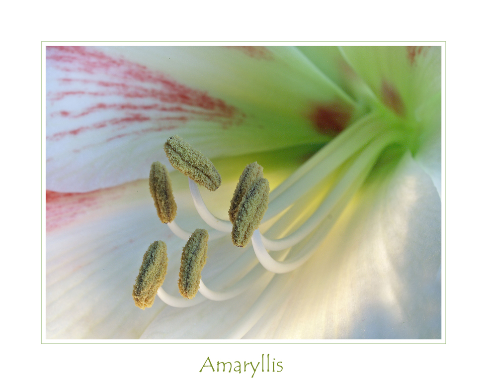 Amaryllis - 2 -