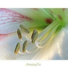 Amaryllis - 2 -