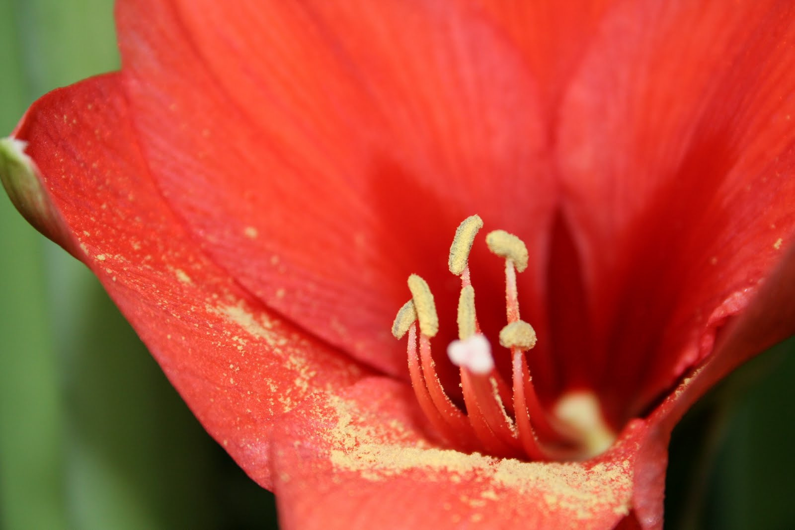 Amaryllis 2