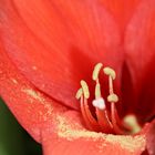 Amaryllis 2