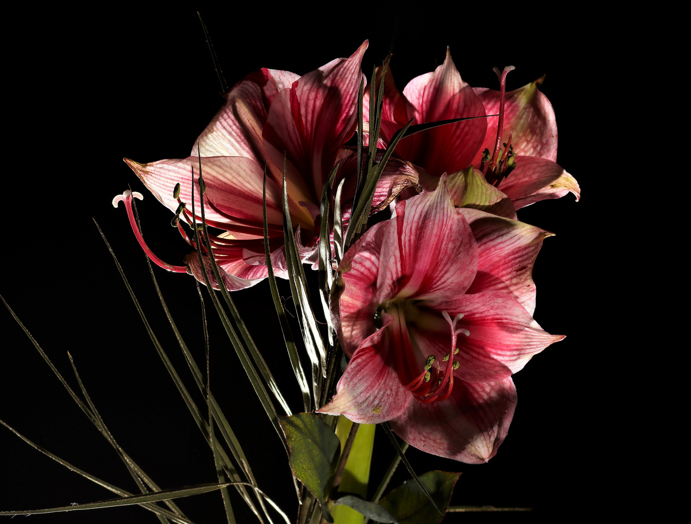 Amaryllis 2