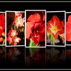 Amaryllis 2