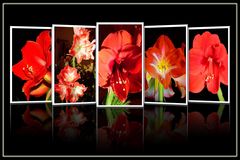 Amaryllis 2