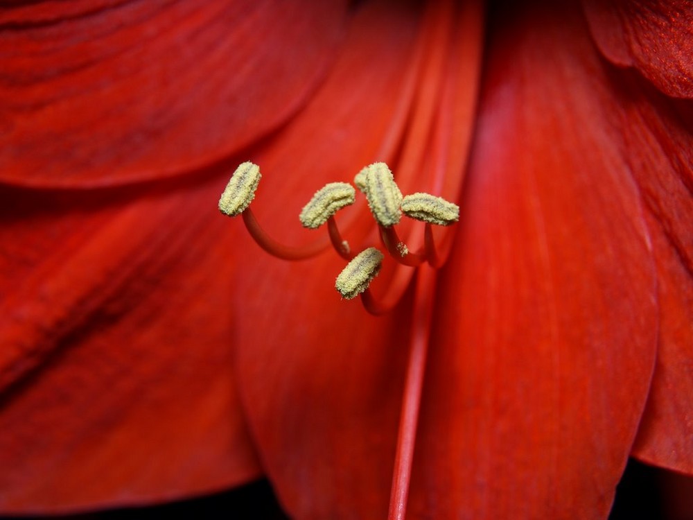 Amaryllis 2