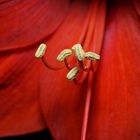 Amaryllis 2