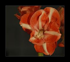 "Amaryllis 2"